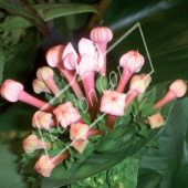 Bouvardia houtteana