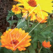 Calendula officinalis