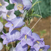 Campanula medium