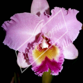 Cattleya hybrides