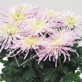 Chrysanthemum hybrides grosses fleurs