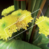 Chrysanthemum hybrides petites fleurs