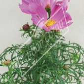 Cosmos bipinnatum