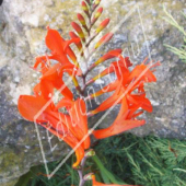 Crocosmia hybrides