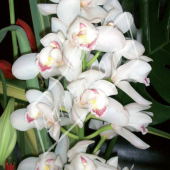 Cymbidium hybrides