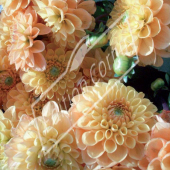 Dahlia hybrides