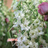 Delphinium consolida