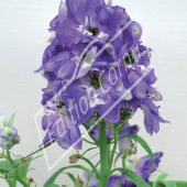 Delphinium elatum