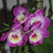 Dendrobium hybrides