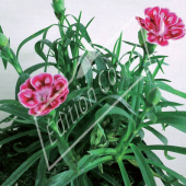 Dianthus barbatus