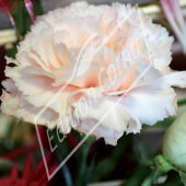 Dianthus caryophyllus