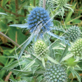 Eryngium planum