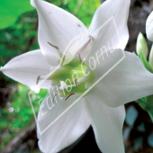 Eucharis grandiflora