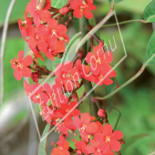 Euphorbia fulgens