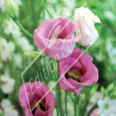 Eustoma russelianum