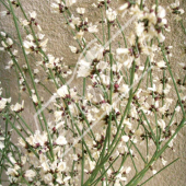 Genista fragrans