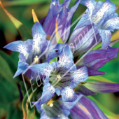 Gentiana andrewsii