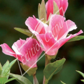 Godetia grandiflora