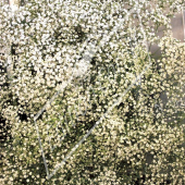 Gypsophila paniculata