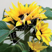 Helianthus annuus