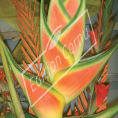 Heliconia wagneriana