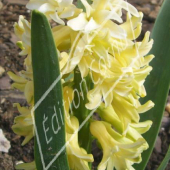 Hyacinthus orientalis