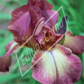 Iris germanica