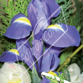 Iris xiphium