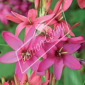 Ixia hybrides