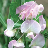 Lathyrus odoratus