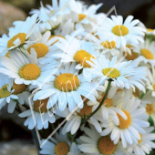 Leucanthemum vulgare