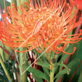 Leucospermum cordifolium