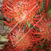 Leucospermum nutans