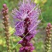 Liatris spicata