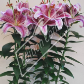Lilium hybrides asiatique