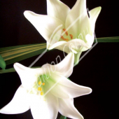 Lilium longiflorum