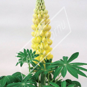 Lupinus hybrides