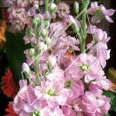 Matthiola incana