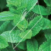 Mentha hybrides