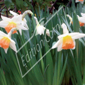 Narcissus hybrides