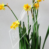 Narcissus pseudonarcissus