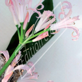 Nerine bowdenii