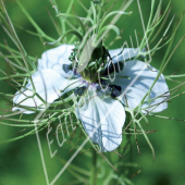 Nigella damascena