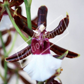 Odontoglossum hybrides