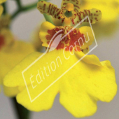 Oncidium hybrides