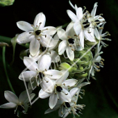 Ornithogalum saundersiae