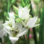 Ornithogalum thyrsoides