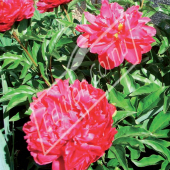 Paeonia lactiflora