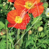 Papaver orientalis