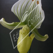 Paphiopedilum hybrides